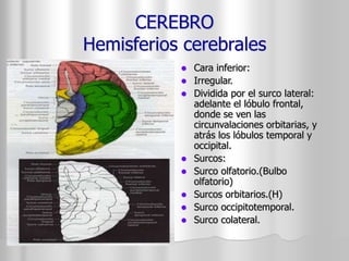 CEREBRO 
Hemisferios cerebrales 
 Cara inferior: 
 Irregular. 
 Dividida por el surco lateral: 
adelante el lóbulo frontal, 
donde se ven las 
circunvalaciones orbitarias, y 
atrás los lóbulos temporal y 
occipital. 
 Surcos: 
 Surco olfatorio.(Bulbo 
olfatorio) 
 Surcos orbitarios.(H) 
 Surco occipitotemporal. 
 Surco colateral. 
 