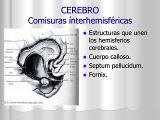 CEREBRO 
Comisuras ínterhemisféricas 
 Estructuras que unen 
los hemisferios 
cerebrales. 
 Cuerpo calloso. 
 Septum pellucidum. 
 Fornix. 
 