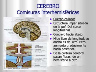 CEREBRO 
Comisuras ínterhemisféricas 
 Cuerpo calloso: 
 Estructura impar situada 
en la pof. Del surco 
longitudinal. 
 Cóncavo hacia abajo. 
 Mide 8cm de longitud, su 
ancho es de 1cm. Pero 
aumenta gradualmente 
hacia posterior. 
 De la corteza cerebral 
pasan fibras de un 
hemisferio a otro. 
 