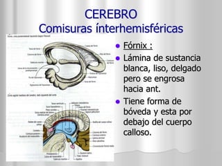 CEREBRO 
Comisuras ínterhemisféricas 
 Fórnix : 
 Lámina de sustancia 
blanca, liso, delgado 
pero se engrosa 
hacia ant. 
 Tiene forma de 
bóveda y esta por 
debajo del cuerpo 
calloso. 
 