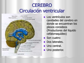 CEREBRO 
Circulación ventricular 
 Los ventrículos son 
cavidades del cerebro en 
donde se encuentran los 
plexos coroideos 
(Productores del líquido 
cefalorraquídeo) 
 Son cuatro: 
 Dos laterales. 
 Uno central. 
 Uno posterior. 
 