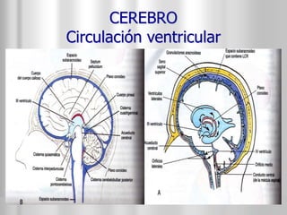CEREBRO 
Circulación ventricular 
