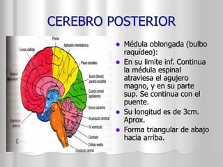 CEREBRO POSTERIOR 
 Médula oblongada (bulbo 
raquídeo): 
 En su limite inf. Continua 
la médula espinal 
atraviesa el agujero 
magno, y en su parte 
sup. Se continua con el 
puente. 
 Su longitud es de 3cm. 
Aprox. 
 Forma triangular de abajo 
hacia arriba. 
 