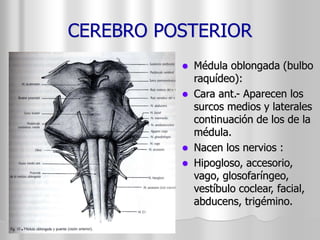 CEREBRO POSTERIOR 
 Médula oblongada (bulbo 
raquídeo): 
 Cara ant.- Aparecen los 
surcos medios y laterales 
continuación de los de la 
médula. 
 Nacen los nervios : 
 Hipogloso, accesorio, 
vago, glosofaríngeo, 
vestíbulo coclear, facial, 
abducens, trigémino. 
 