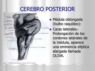 CEREBRO POSTERIOR 
 Médula oblongada 
(bulbo raquídeo): 
 Caras laterales.- 
Prolongación de los 
cordones laterales de 
la médula, aparece 
una eminencia elíptica 
alargada llamada 
OLIVA. 
 