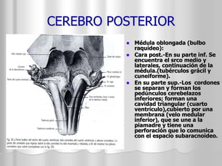 CEREBRO POSTERIOR 
 Médula oblongada (bulbo 
raquídeo): 
 Cara post.-En su parte inf. Se 
encuentra el srco medio y 
laterales, continuación de la 
médula.(tubérculos grácil y 
cuneiforme). 
 En su parte sup.-Los cordones 
se separan y forman los 
pedúnculos cerebelazos 
inferiores; forman una 
cavidad triangular (cuarto 
ventrículo),cubierto por una 
membrana (velo medular 
inferior), que se une a la 
piamadre y tiene una 
perforación que lo comunica 
con el espacio subaracnoideo. 
 