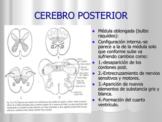 CEREBRO POSTERIOR 
 Médula oblongada (bulbo 
raquídeo): 
 Configuración interna.-se 
parece a la de la médula solo 
que conforme sube va 
sufriendo cambios como: 
 1.-desaparición de los 
cordones post. 
 2.-Entrecruzamiento de nervios 
sensitivos y motores. 
 3.-Aparición de nuevos 
elementos de substancia gris y 
blanca. 
 4.-Formación del cuarto 
ventrículo. 
 