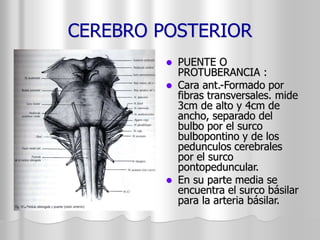 CEREBRO POSTERIOR 
 PUENTE O 
PROTUBERANCIA : 
 Cara ant.-Formado por 
fibras transversales. mide 
3cm de alto y 4cm de 
ancho, separado del 
bulbo por el surco 
bulbopontino y de los 
pedunculos cerebrales 
por el surco 
pontopeduncular. 
 En su parte media se 
encuentra el surco básilar 
para la arteria básilar. 
 