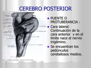 CEREBRO POSTERIOR 
 PUENTE O 
PROTUBERANCIA : 
 Cara lateral: 
Continuación de la 
cara anterior y en el 
limite nace el nervio 
trigémino. 
 Se encuentran los 
pedúnculos 
cerebelosos medios. 
 