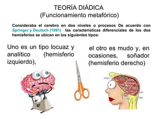 TEORÍA DIÁDICA
(Funcionamiento metafórico)
Uno es un tipo locuaz y
analítico (hemisferio
izquierdo),
el otro es mudo y, en
ocasiones, soñador
(hemisferio derecho)
Consideraba el cerebro en dos niveles o procesos De acuerdo con
Springer y Deutsch (1991) las características diferenciales de los dos
hemisferios se ubican en los siguientes tipos:
 