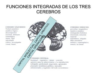 FUNCIONES INTEGRADAS DE LOS TRES
CEREBROS
CAPITALINTELECTUAL,CAPITALCREATIVO,
CAPITALOPERACIONAL
FUNCIONES
 