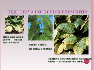 НЕДОСТАЧА ПОЖИВНИХ ЕЛЕМЕНТІВ:
Пожовкле нижнє
листя — ознака
нестачі азоту
Ознаки нестачі
фосфору у листках.
Пожовтіння та одмирання на кінчиках
листів — ознака нестачі калію.
 