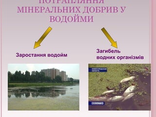 ПОТРАПЛЯННЯ
МІНЕРАЛЬНИХ ДОБРИВ У
ВОДОЙМИ
Заростання водойм
Загибель
водних організмів
 