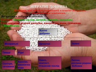 НІТРАТНІ ДОБРИВА
Добрива, які містять поживний елемент Нітроген,
називаються азотними.
До азотних добрив відносять:
СелітриСелітри (нітрати калію, натрію, амонію, кальцію).(нітрати калію, натрію, амонію, кальцію).
Солі амонію, рідкий амоніак, амоніачна вода, сечовинаСолі амонію, рідкий амоніак, амоніачна вода, сечовина
(карбамід).(карбамід).
Азотні
добрива
Мінеральні Органічні Зелені
Тверді Рідкі
Селітри,
сечовина
Амоніак,
амоніачна
вода
Навоз,
компост,
пташиний послід
Люпин,
рослини родини
бобових
 