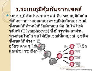 1.1.ระบบภูมิคุ้มกันจากเซลล์ระบบภูมิคุ้มกันจากเซลล์
ระบบภูมิคุ้มกันจากเซลล์ คือ ระบบภูมิคุ้มกัน
ที่เกิดจากการตอบสนองทางภูมิคุ้มกันของเซลล์
ซึ่งเซลล์ที่ทำาหน้าที่รับผิดชอบ คือ ลิมโฟไซต์
ชนิดที (T lymphocyte) ซึ่งมีการพัฒนาผ่าน
ทางต่อมไทมัส จนได้เป็นเซลล์ที่สมบูรณ์ 3 ชนิด
ซึ่งเซลล์ทีต่าง ๆ เหล่านี้จะไปสะสมอยู่ตาม
อวัยวะต่าง ๆ ได้แก่ ต่อมนำ้าเหลือง ต่อมทอนซิล
และม้าม รวมถึงกระแสเลือดทั่วร่างกาย
http://img2.tfd.com/mk/I/X2604-I-05.png
นางสาวกันต์กมล คุณรัตน์ ครู คศ.1 โรง
เรียนสังวาลย์วิทยา
 