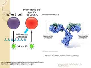 http://upload.wikimedia.org/wikipedia/commons/thumb/d/d8/Original_a
ntigenic_sin.svg/250px-Original_antigenic_sin.svg.png
http://www.daviddarling.info/images/immunoglobulin.jpg
นำงสำวกันต์กมล คุณรัตน์ ครู คศ.1 โรง
เรียนสังวำลย์วิทยำ
 
