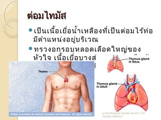 ต่อมไทมัสต่อมไทมัส
เป็นเนื้อเยื่อนำ้าเหลืองที่เป็นต่อมไร้ท่อ
มีตำาแหน่งอยู่บริเวณ
ทรวงอกรอบหลอดเลือดใหญ่ของ
หัวใจ เนื้อเยื่อบางส่วนของต่อมไทมัส
ทำาหน้าที่สร้างเซลล์เม็ดเลือดขาวกลุ่ม
ลิมโฟไซด์
นางสาวกันต์กมล คุณรัตน์ ครู คศ.1 โรง
เรียนสังวาลย์วิทยา
 