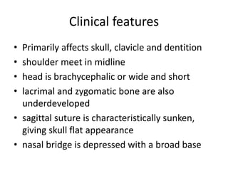 Clinical features
• Primarily affects skull, clavicle and dentition
• shoulder meet in midline
• head is brachycephalic or wide and short
• lacrimal and zygomatic bone are also
underdeveloped
• sagittal suture is characteristically sunken,
giving skull flat appearance
• nasal bridge is depressed with a broad base