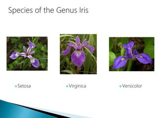 Setosa Virginica Versicolor
 