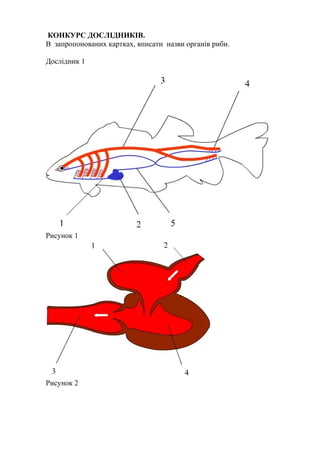КОНКУРС ДОСЛІДНИКІВ.
В запропонованих картках, вписати назви органів риби.
Дослідник 1
Рисунок 1
Рисунок 2
 
