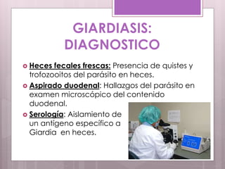  Heces fecales frescas: Presencia de quistes y
trofozooitos del parásito en heces.
 Aspirado duodenal: Hallazgos del parásito en
examen microscópico del contenido
duodenal.
 Serología: Aislamiento de
un antígeno específico a
Giardia en heces.
GIARDIASIS:
DIAGNOSTICO
 
