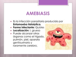 AMEBIASIS
 Es la infección parasitaria producida por
Entamoeba histolytica.
 Forma infectante: Quistes
 Localización: I. grueso
 Puede alcanzar otros
órganos como el hígado,
pulmón, piel, aparato
genitourinario y
raramente cerebro.
 