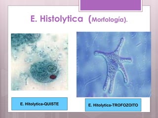 E. Histolytica (Morfología).
E. Hitolytica-QUISTE E. Hitolytica-TROFOZOITO
 