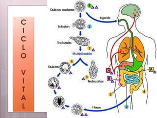 Ciclo vital de la Amebiasis
C
I
C
L
O
V
I
T
A
L
 