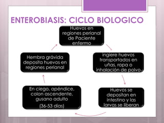 Huevos en
regiones perianal
de Paciente
enfermo
Paciente sano
ingiere huevos
transportados en
uñas, ropa o
inhalación de polvo
doméstico
Huevos se
depositan en
intestino y las
larvas se liberan
En ciego, apéndice,
colon ascendente,
gusano adulto
(36-53 días)
Hembra grávida
deposita huevos en
regiones perianal
ENTEROBIASIS: CICLO BIOLOGICO
 