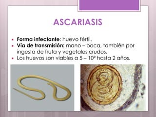 ASCARIASIS
 Forma infectante: huevo fértil.
 Vía de transmisión: mano – boca, también por
ingesta de fruta y vegetales crudos.
 Los huevos son viables a 5 – 10º hasta 2 años.
 