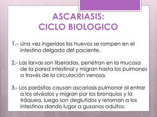 ASCARIASIS:
CICLO BIOLOGICO
1.- Una vez ingeridos los huevos se rompen en el
intestino delgado del paciente.
2.- Las larvas son liberadas, penetran en la mucosa
de la pared intestinal y migran hasta los pulmones
a través de la circulación venosa.
3.- Los parásitos causan ascariasis pulmonar al entrar
a los alvéolos y migran por los bronquios y la
tráquea, luego son deglutidos y retornan a los
intestinos dando lugar a gusanos adultos.
 