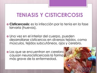 TENIASIS Y CISTICERCOSIS
 Cisticercosis: es la infección por la tenia en la fase
larvaria (huevos).
 Una vez en el interior del cuerpo, pueden
desarrollarse cisticercos en diversos tejidos, como
músculos, tejidos subcutáneos, ojos y cerebro.
 Los que se encuentran en cerebro
causan neurocisticercosis la forma
más grave de la enfermedad.
 