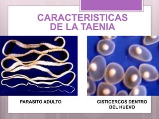 CISTICERCOS DENTRO
DEL HUEVO
PARASITO ADULTO
 