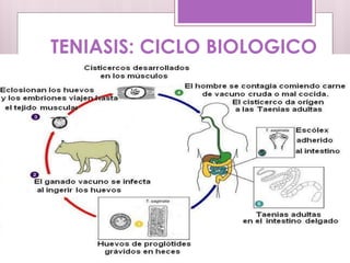 TENIASIS: CICLO BIOLOGICO
 