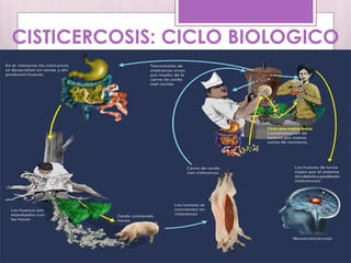 CISTICERCOSIS: CICLO BIOLOGICO
 