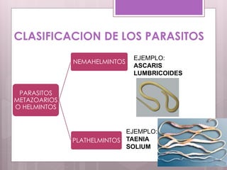 CLASIFICACION DE LOS PARASITOS
PARASITOS
METAZOARIOS
O HELMINTOS
PLATHELMINTOS
NEMAHELMINTOS
EJEMPLO:
ASCARIS
LUMBRICOIDES
EJEMPLO:
TAENIA
SOLIUM
 