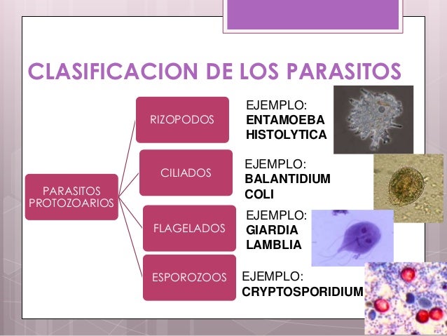 Parasitosis intestinales