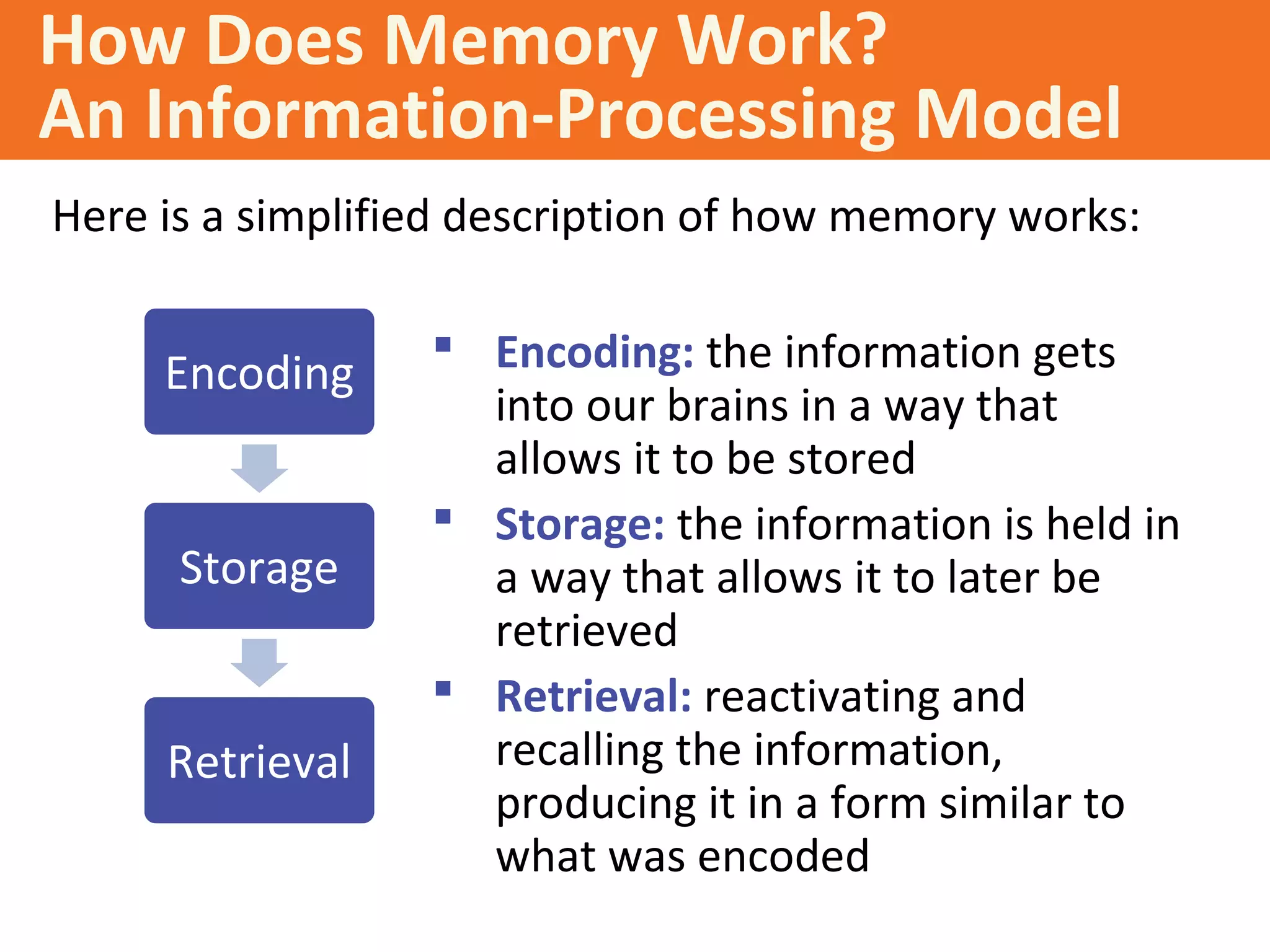 How Does Memory Work?
An Information-Processing Model
Here is a simplified description of how memory works:
 Encoding: the information gets
into our brains in a way that
allows it to be stored
 Storage: the information is held in
a way that allows it to later be
retrieved
 Retrieval: reactivating and
recalling the information,
producing it in a form similar to
what was encoded
Encoding
Storage
Retrieval
 