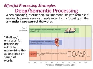 When encoding information, we are more likely to retain it if
we deeply process even a simple word list by focusing on the
semantics (meaning) of the words.
“Shallow,”
unsuccessful
processing
refers to
memorizing the
appearance or
sound of
words.
Deep/Semantic Processing
Effortful Processing Strategies
 