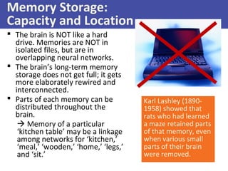 Memory Storage:
Capacity and Location
 The brain is NOT like a hard
drive. Memories are NOT in
isolated files, but are in
overlapping neural networks.
 The brain’s long-term memory
storage does not get full; it gets
more elaborately rewired and
interconnected.
 Parts of each memory can be
distributed throughout the
brain.
 Memory of a particular
‘kitchen table’ may be a linkage
among networks for ‘kitchen,’
‘meal,’ ‘wooden,’ ‘home,’ ‘legs,’
and ‘sit.’
Karl Lashley (1890-
1958) showed that
rats who had learned
a maze retained parts
of that memory, even
when various small
parts of their brain
were removed.
 