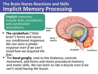 The Brain Stores Reactions and Skills
Implicit Memory Processing
Implicit memories
include skills, procedures,
and conditioned
associations.
 The cerebellum (“little
brain”) forms and stores
our conditioned responses.
We can store a phobic
response even if we can’t
recall how we acquired the
fear.
 The basal ganglia, next to the thalamus, controls
movement, and forms and stores procedural memory
and motor skills. We can learn to ride a bicycle even if we
can’t recall having the lesson.
 