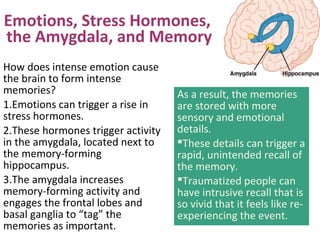 Emotions, Stress Hormones,
the Amygdala, and Memory
How does intense emotion cause
the brain to form intense
memories?
1.Emotions can trigger a rise in
stress hormones.
2.These hormones trigger activity
in the amygdala, located next to
the memory-forming
hippocampus.
3.The amygdala increases
memory-forming activity and
engages the frontal lobes and
basal ganglia to “tag” the
memories as important.
As a result, the memories
are stored with more
sensory and emotional
details.
These details can trigger a
rapid, unintended recall of
the memory.
Traumatized people can
have intrusive recall that is
so vivid that it feels like re-
experiencing the event.
 