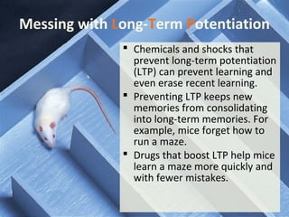 Messing with Long-Term Potentiation
 Chemicals and shocks that
prevent long-term potentiation
(LTP) can prevent learning and
even erase recent learning.
 Preventing LTP keeps new
memories from consolidating
into long-term memories. For
example, mice forget how to
run a maze.
 Drugs that boost LTP help mice
learn a maze more quickly and
with fewer mistakes.
 