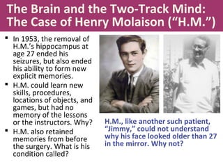 The Brain and the Two-Track Mind:
The Case of Henry Molaison (“H.M.”)
 In 1953, the removal of
H.M.’s hippocampus at
age 27 ended his
seizures, but also ended
his ability to form new
explicit memories.
 H.M. could learn new
skills, procedures,
locations of objects, and
games, but had no
memory of the lessons
or the instructors. Why?
 H.M. also retained
memories from before
the surgery. What is his
condition called?
H.M., like another such patient,
“Jimmy,” could not understand
why his face looked older than 27
in the mirror. Why not?
 