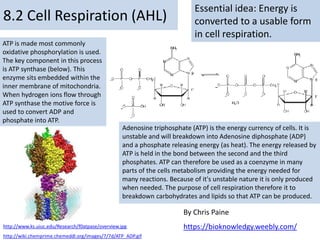 8.2 Cellular Respiration
Essential idea: Energy is converted to a useable form in cellular
respiration
https://usatftw.files.wordpress.com/2013/09/gty-1775738061.jpg?w=1024&h=681
World's strongest man lift 975 pounds
 