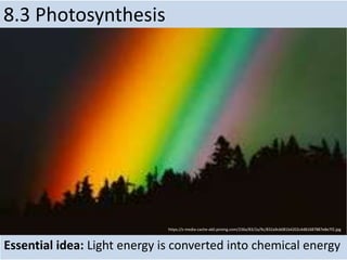 Essential idea: Light energy is converted into chemical energy
8.3 Photosynthesis
http://foodphotographyblog.com/wp-content/uploads/2014/07/Hass-Tree-Canopy.jpg
https://s-media-cache-ak0.pinimg.com/236x/83/2a/9c/832a9cb081b4202c4d81687887e8e7f2.jpg
 