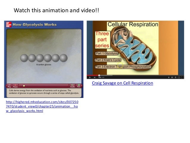 8 2 cell respiration how glycolysis works