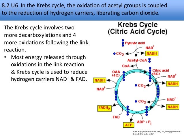 8.2 Cell Respiration