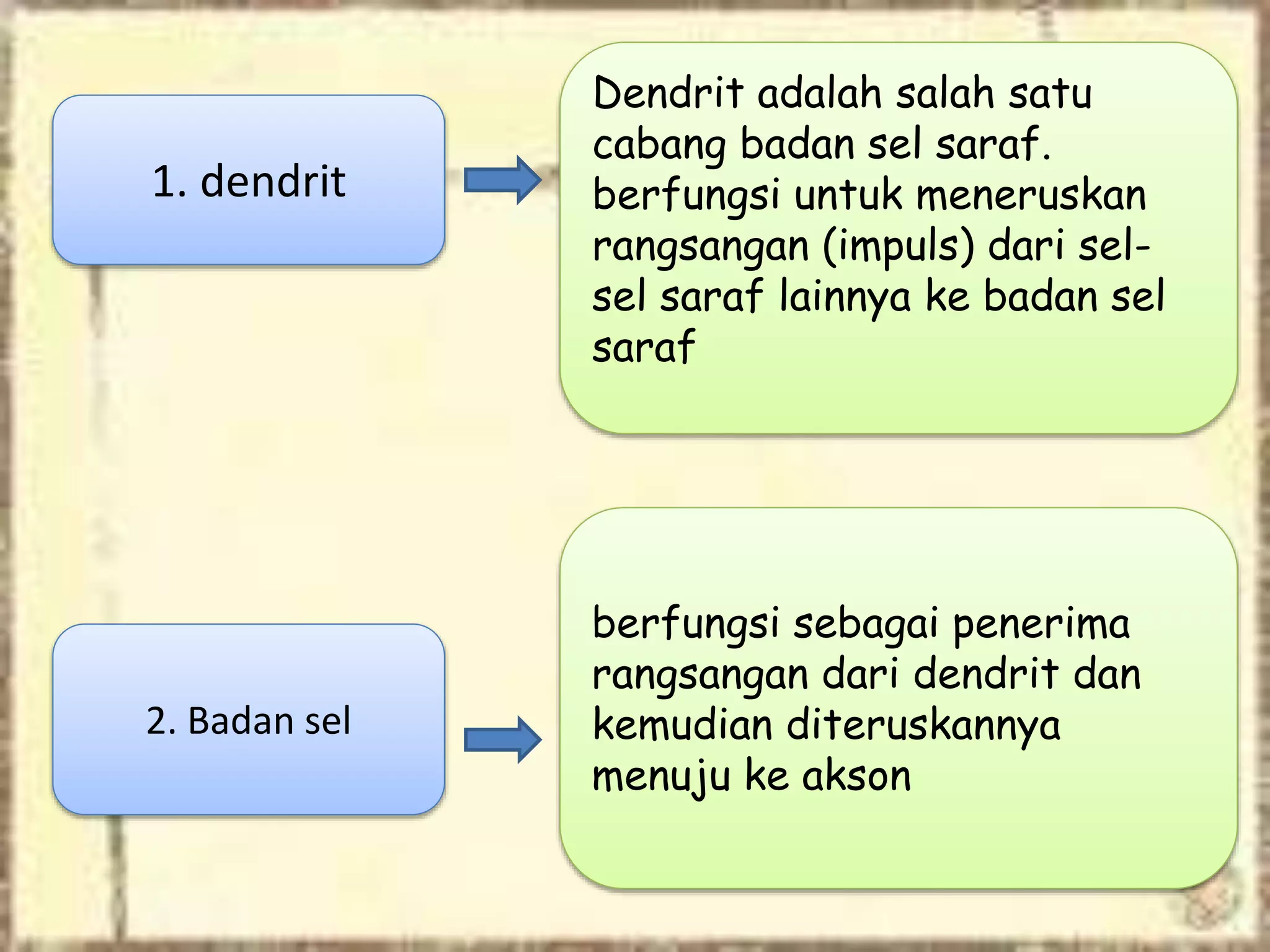 1. dendrit
Dendrit adalah salah satu
cabang badan sel saraf.
berfungsi untuk meneruskan
rangsangan (impuls) dari sel-
sel saraf lainnya ke badan sel
saraf
2. Badan sel
berfungsi sebagai penerima
rangsangan dari dendrit dan
kemudian diteruskannya
menuju ke akson
 