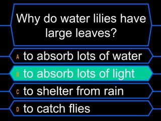 Why do water lilies have
large leaves?
A to absorb lots of water
B to absorb lots of light
C to shelter from rain
D to catch flies
 
